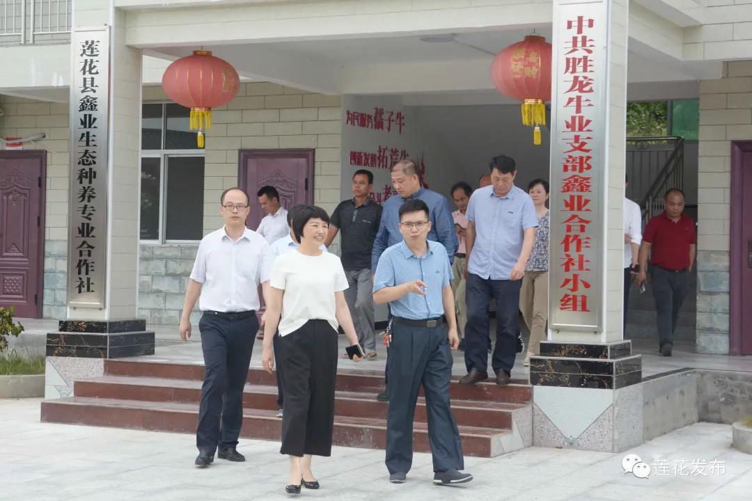 卢小青一行参观白渡村肉牛养殖产业基地2.jpg 卢小青一行参观白渡村肉牛养殖产业基地2.jpg